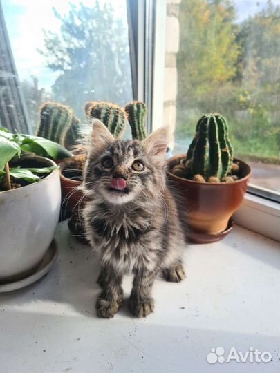 Котенок девочка