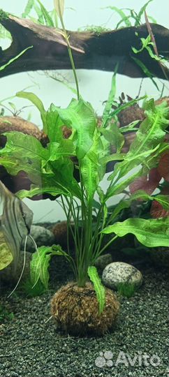 Аквариумные растения прополка