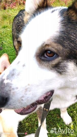 Собака в добрые руки