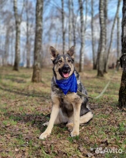 Собака в добрые руки, Ариэль