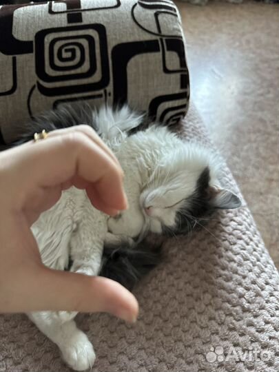 Кот бесплатно