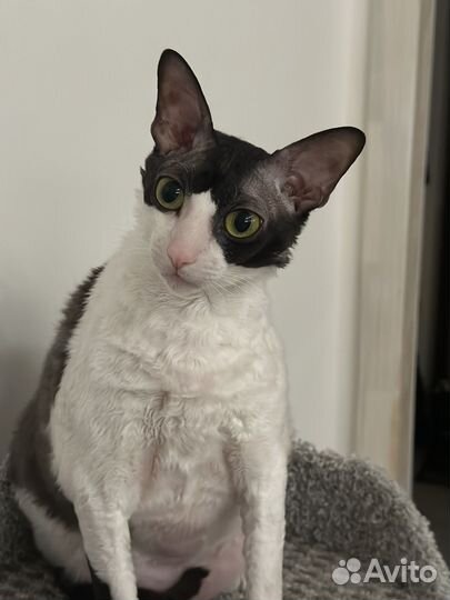 Корниш-рекс отдам
