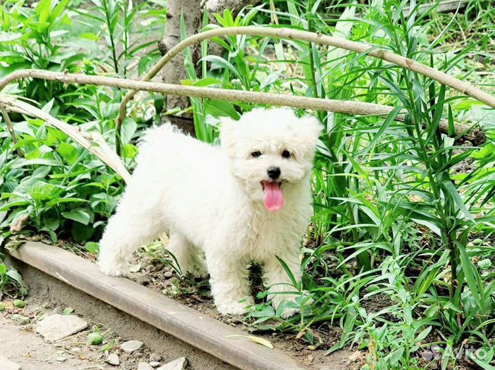 Бишон Фризе,Той-пудель, Пушоны щенки и вязка РКФ