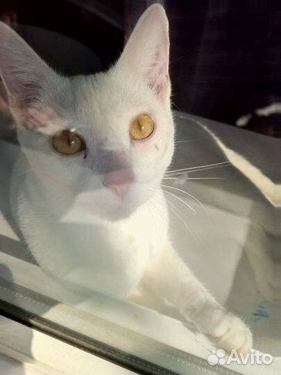 Отдам кота в добрые руки