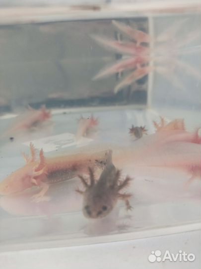 Мальки Аксолотля