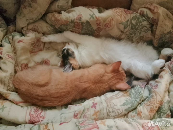 Котята малыши ищут дом