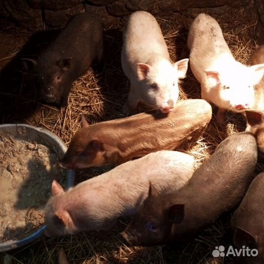 Вьетнамские поросята