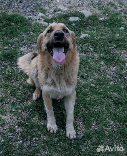 Собака бабака ищет своего человека