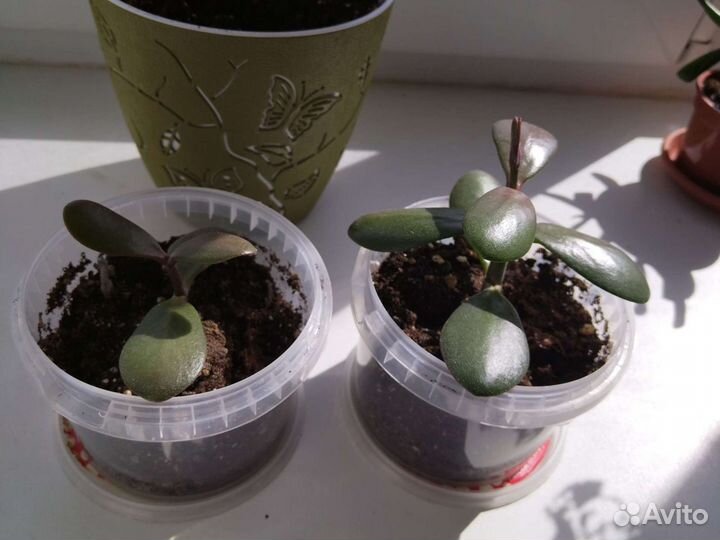 Крассула толстянка