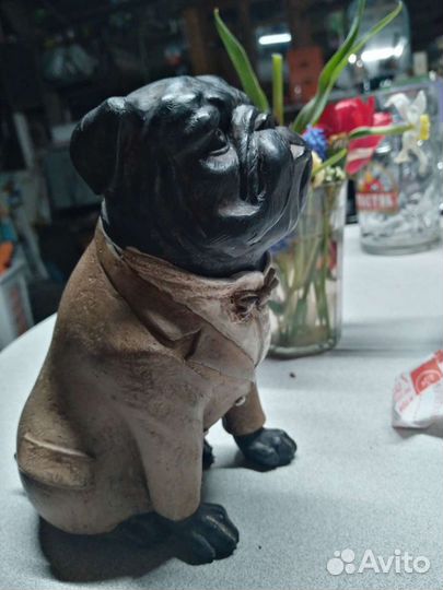 Собака мопс