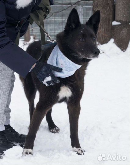 Ласковая Бренда тоскует в приюте