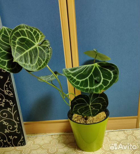 Антуриум кларинервиум