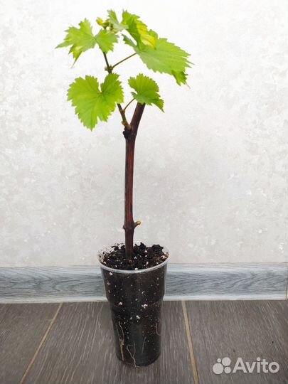 Саженцы винограда