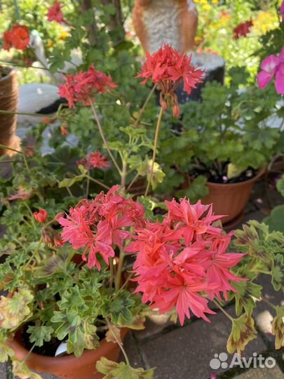 Пеларгония герань стеллар