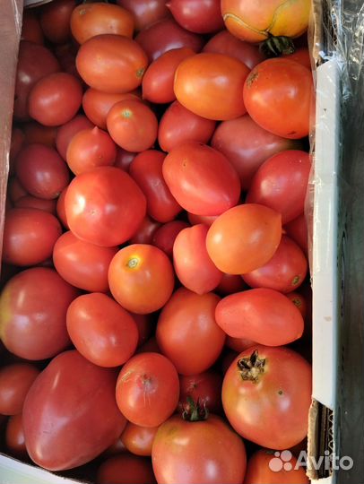 Помидор домашний