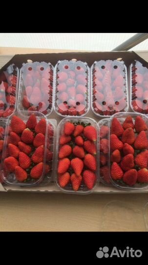 Свежая клубника Армения