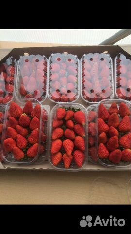 Свежая клубника Армения