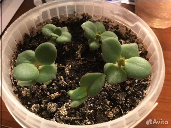 Денежное дерево