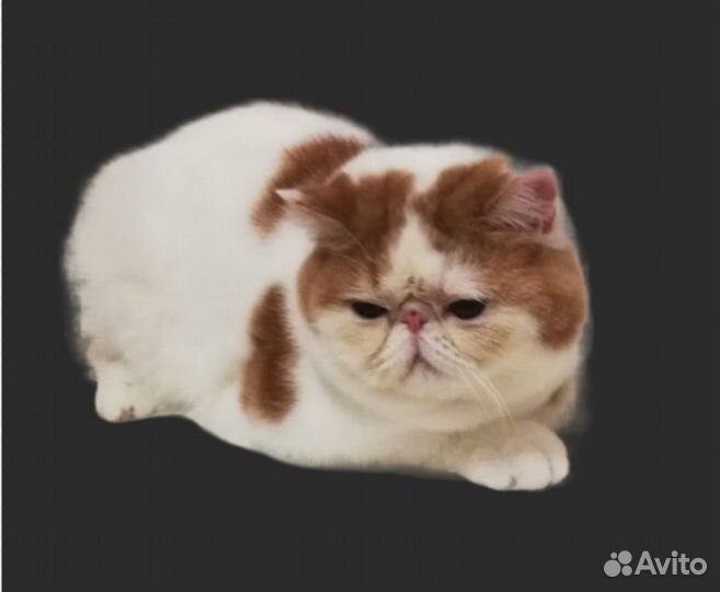 Котик Экзотик