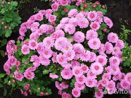 Хризантемы