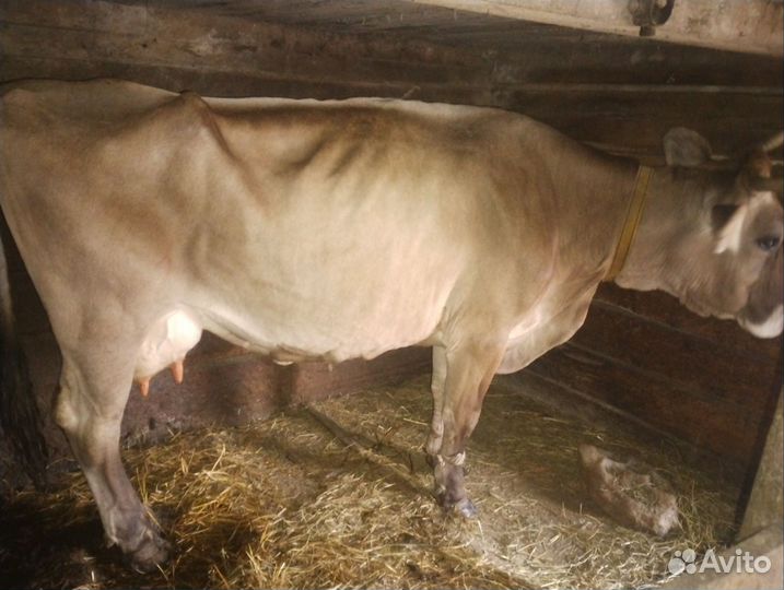 Корова дойная