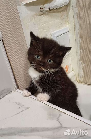 Шотландский котик