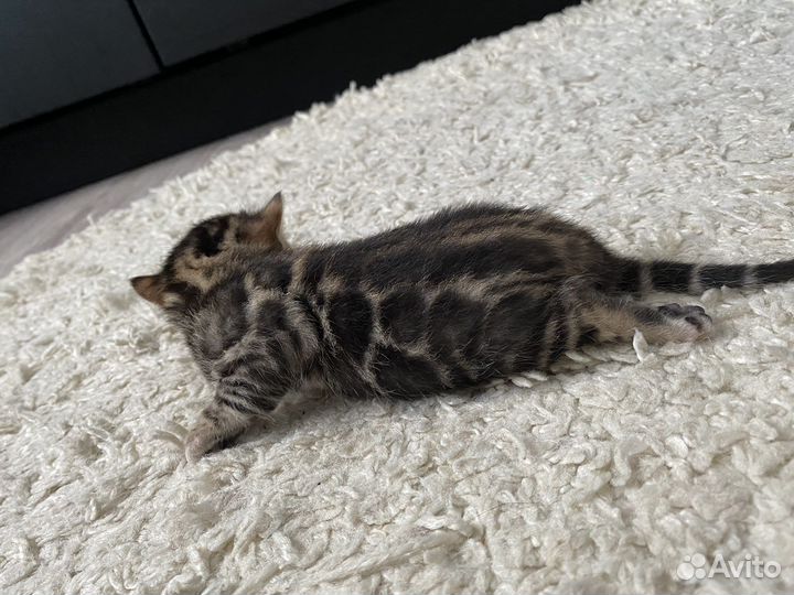 Бенгальские котята