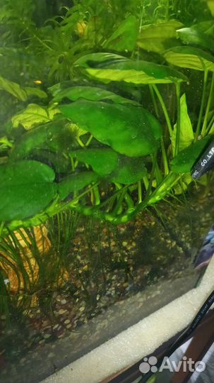 Аквариумные растения