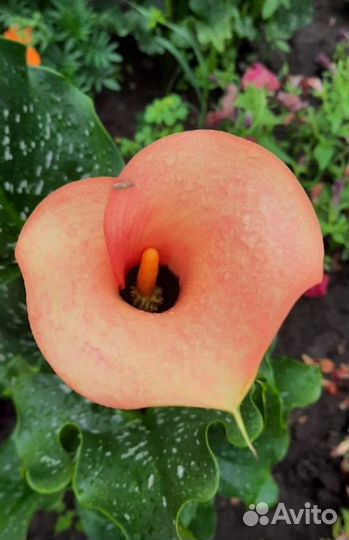 Клубни каллы луковицы