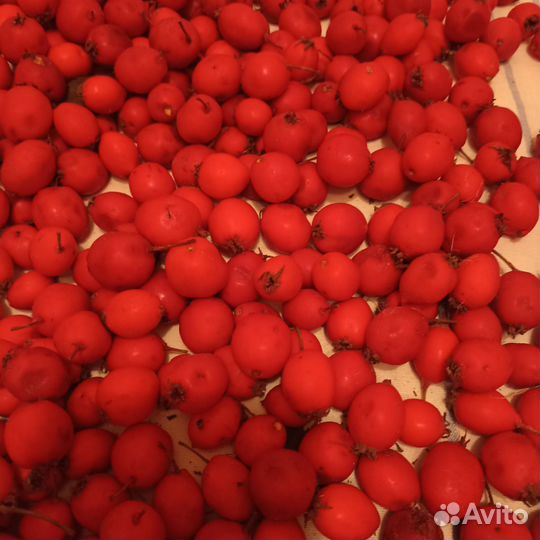 Боярышник ягоды