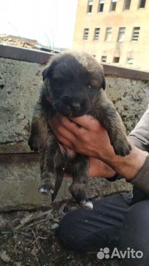 Малыши в добрые руки