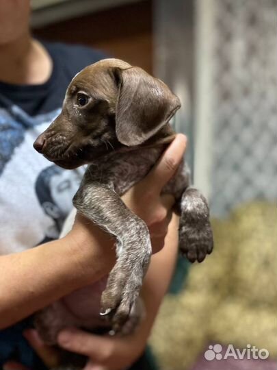 Щенок курцхаара ищет дом