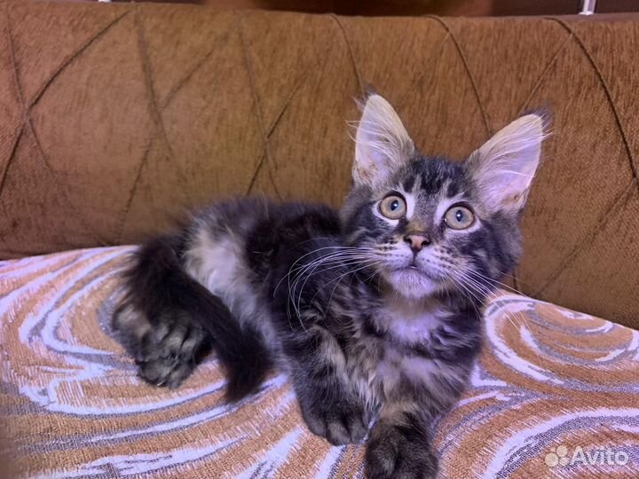 Воспитанный мальчик Мейн-кун