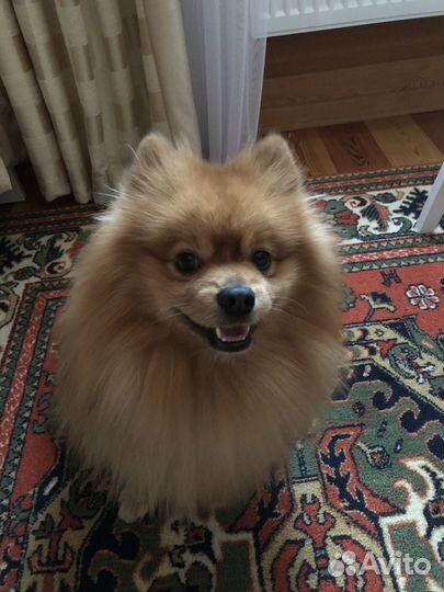 Немецкий малый шпиц (кобель) для вязки