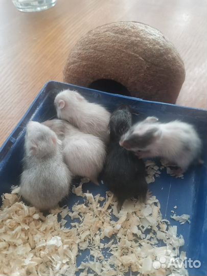 Сирийский хомяк