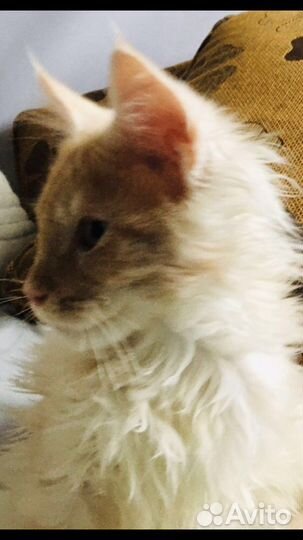 Мейн кун полидакты и классики котята и вязка