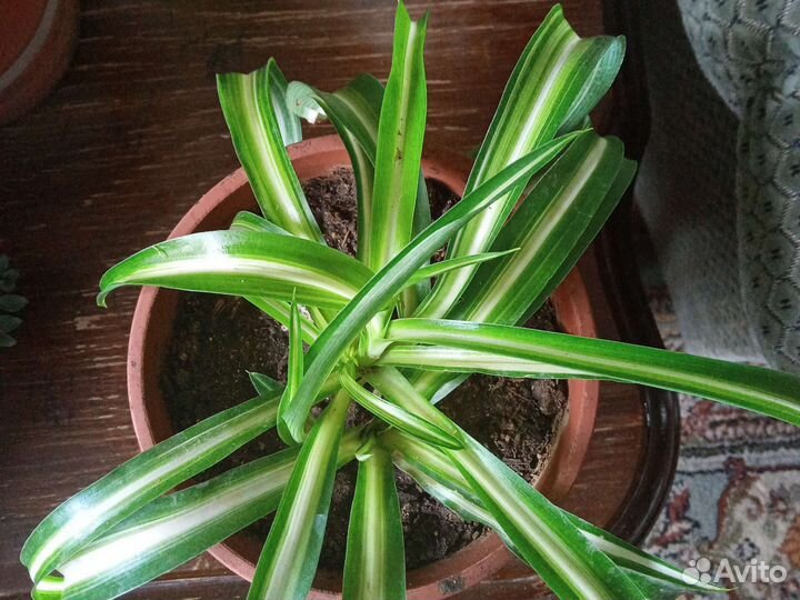 Хлорофитум кудрявый