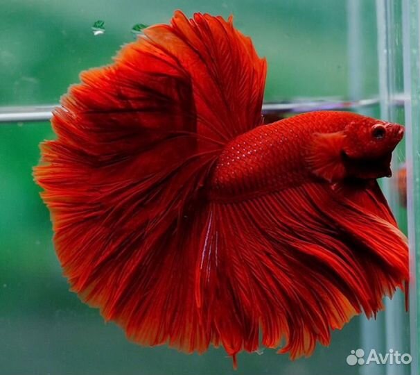 Рыбка петушок разных пород