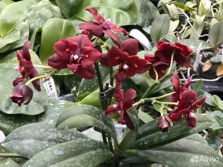 Орхидея Бабочка