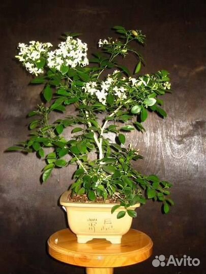 Муррайя дерево императоров