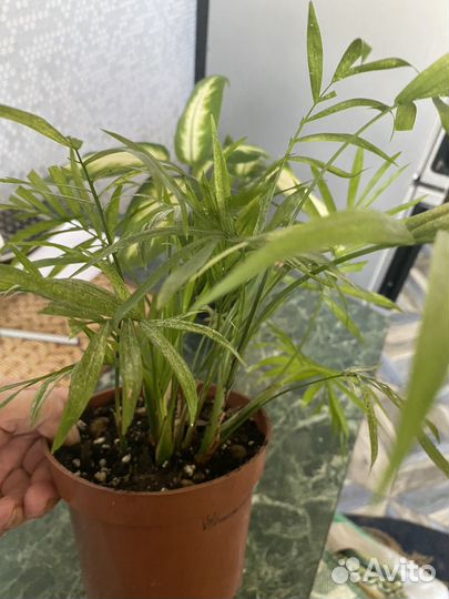 Пальма хамедорея