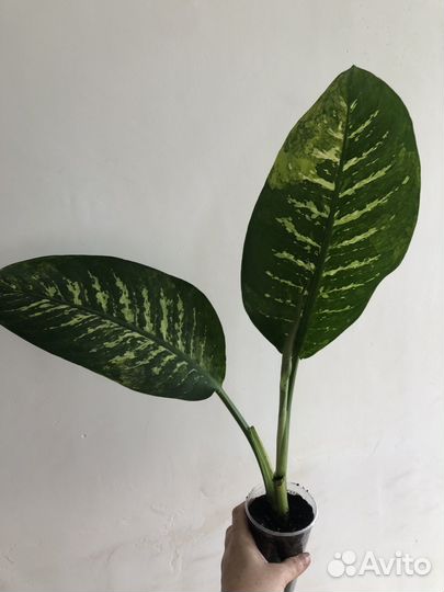 Диффенбахии