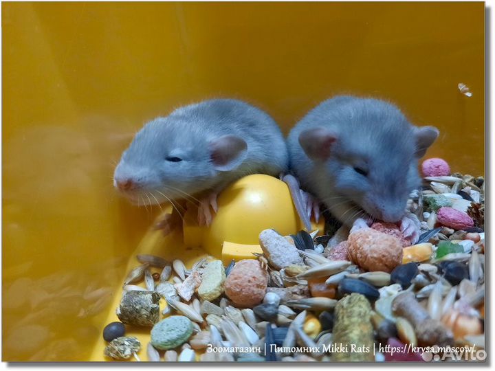Крысы. Канадские (голубые) крысята Дамбо