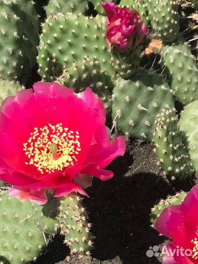 Опунция уличная