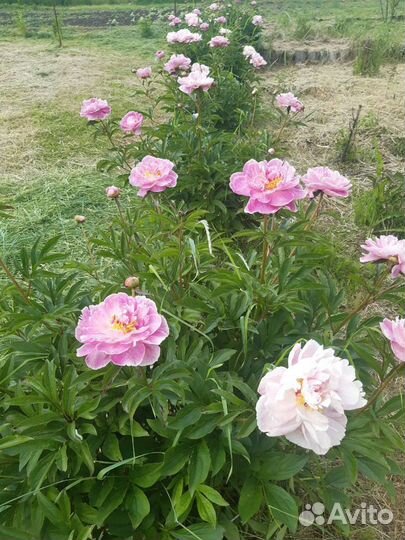 Пион старый сорт