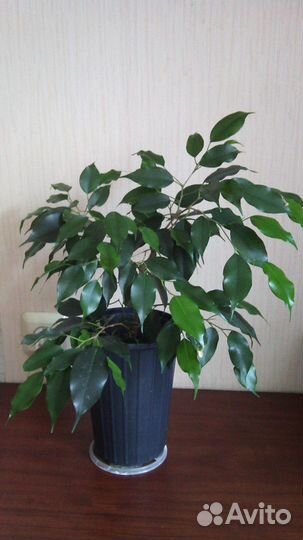 Фикус Бенджамина зеленый