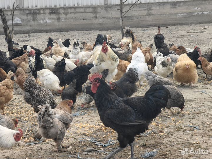 Домашние куриные яйца