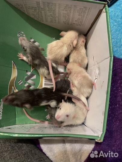 Крыски дамбо