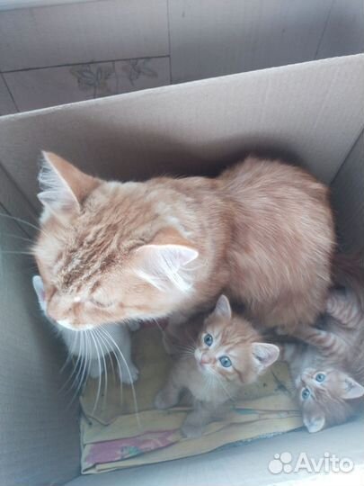 Котята в добрые руки бесплатно