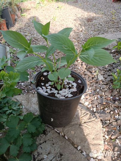 Растения для сада